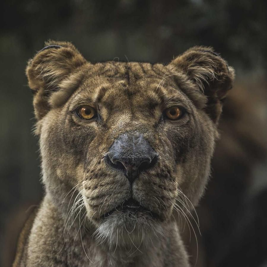Lion sample